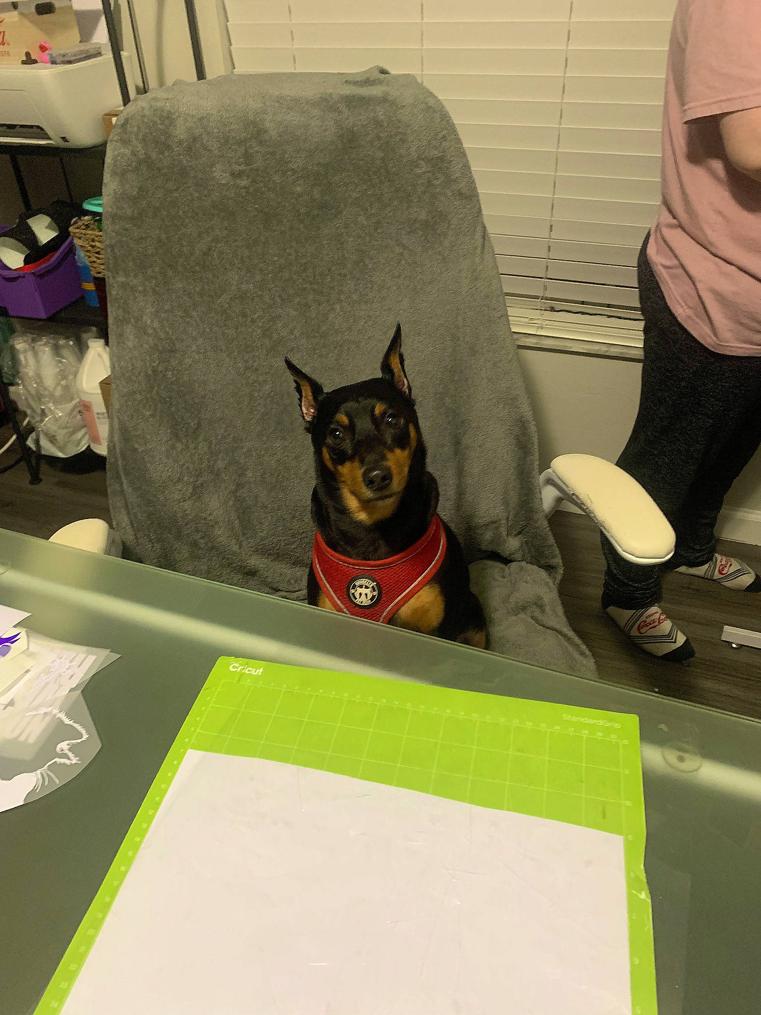 Wyatt joined the competition — help win amazing prizes! canidae, carnivore, chair, comfort, companion_dog, dog, dog_breed, fawn, flooring, fun, guard_dog, mammal, room, sitting, snout, sporting_group, table, toy_dog, vertebrate, working_dog