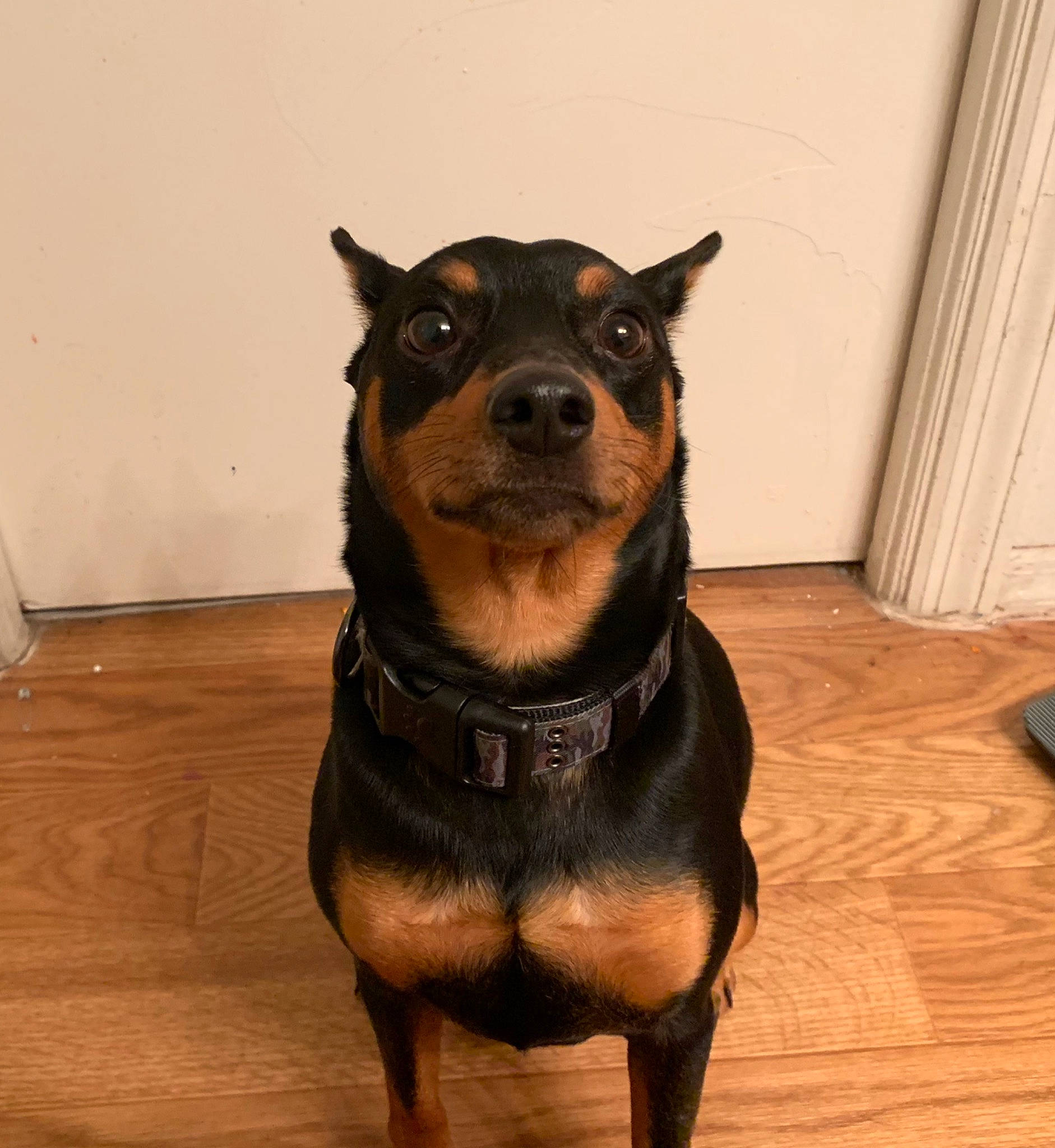 Wyatt joined the competition — help win amazing prizes! ancient_dog_breeds, carnivore, collar, companion_dog, dog, dog_breed, fawn, flooring, fur, guard_dog, hardwood, pet_supply, rottweiler, snout, varnish, whiskers, wood, wood_flooring, working_animal, working_dog