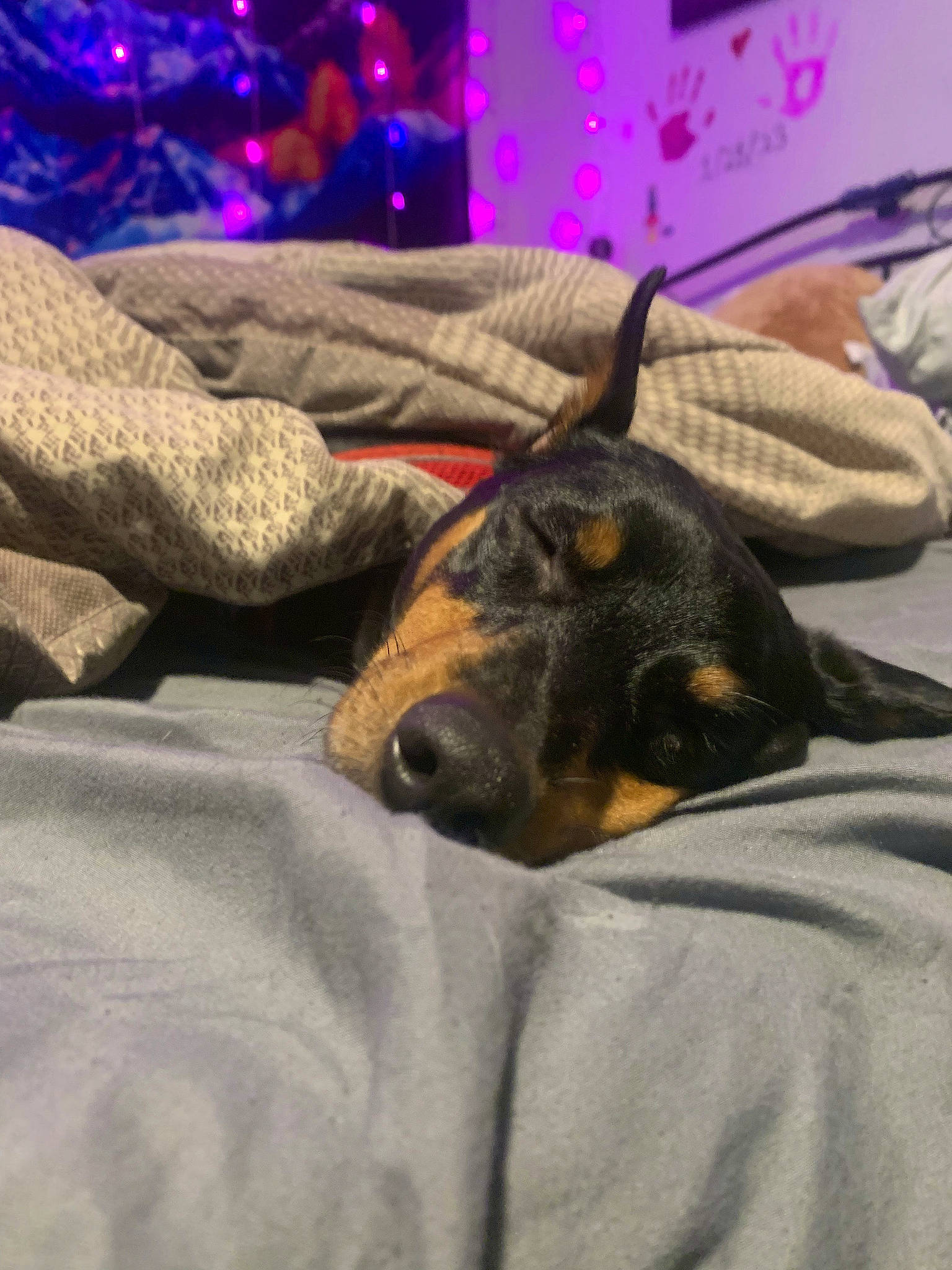 Wyatt is registered to the contest to win money with this photo: canidae, carnivore, comfort, companion_dog, dog, dog_breed, fawn, fur, grey, guard_dog, lap, linens, paw, sporting_group