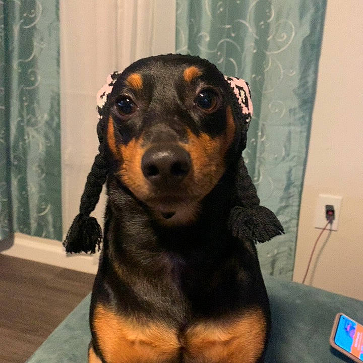 Wyatt joined the competition — help win amazing prizes! canidae, carnivore, collar, companion_dog, curtain, dog, dog_breed, fawn, fur, guard_dog, hound, liver, pet_supply, snout, sporting_group, terrestrial_animal, toy_dog, whiskers, working_animal, working_dog