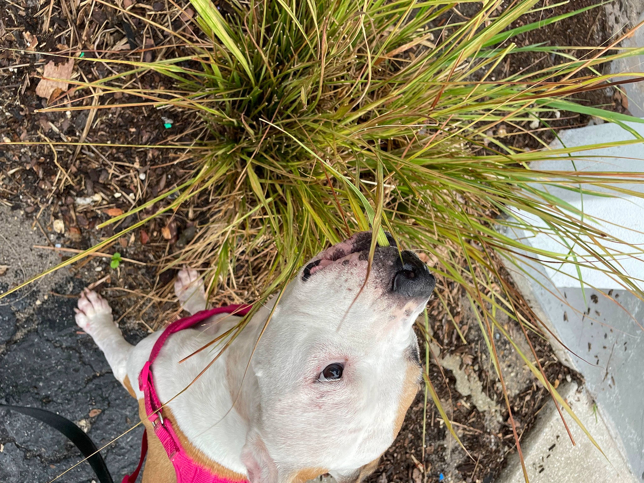 Bella joined the competition — help win amazing prizes! arecales, conifer, evergreen, flowering_plant, grass, grass_family, herb, landscape, natural_material, pine, plant, sedge_family, soil, terrestrial_animal, terrestrial_plant, toy