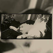 Lil Baby is registered to the contest to win money with this photo: cat, animal, pet, feline, lounging, black_and_white, stylized, artistic_filter, relaxed, indoor, fur, whiskers, portrait, closeup, resting, domestic_animal, cute, mammal, eyes, face