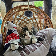 Milo participe au concours pour gagner de l'argent avec cette photo : cat, cat_tree, cozy, curious, cushion, domestic_animal, ears, feline, fur, furniture, indoor, kitten, pet, pillow, playful, relaxed, small_animal, toy, whiskers, wicker_chair
