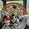 cat, cat_tree, cozy, curious, cushion, domestic_animal, ears, feline, fur, furniture, indoor, kitten, pet, pillow, playful, relaxed, small_animal, toy, whiskers, wicker_chair