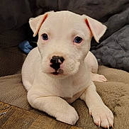 Ghost joined the competition — help win amazing prizes! adorable, animal, canine, cozy, cushion, cute, dog, domestic, ears, fur, indoor, looking, nose, paw, pet, portrait, puppy, resting, white_dog, young_dog