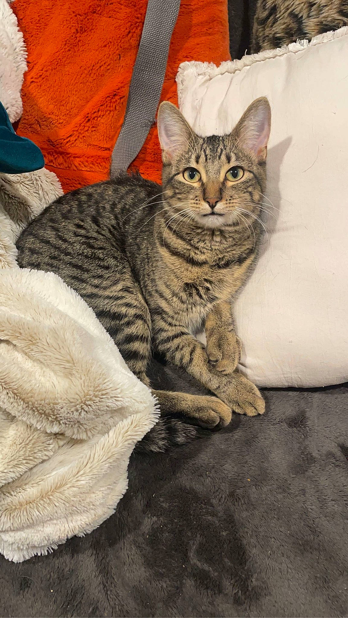 Cody joined the competition — help win amazing prizes! art, carnivore, cat, claw, comfort, domestic_short_haired_cat, felidae, fur, grey, illustration, painting, paw, sitting, small_to_medium_sized_cats, snout, tail, terrestrial_animal, tree, whiskers, wildlife