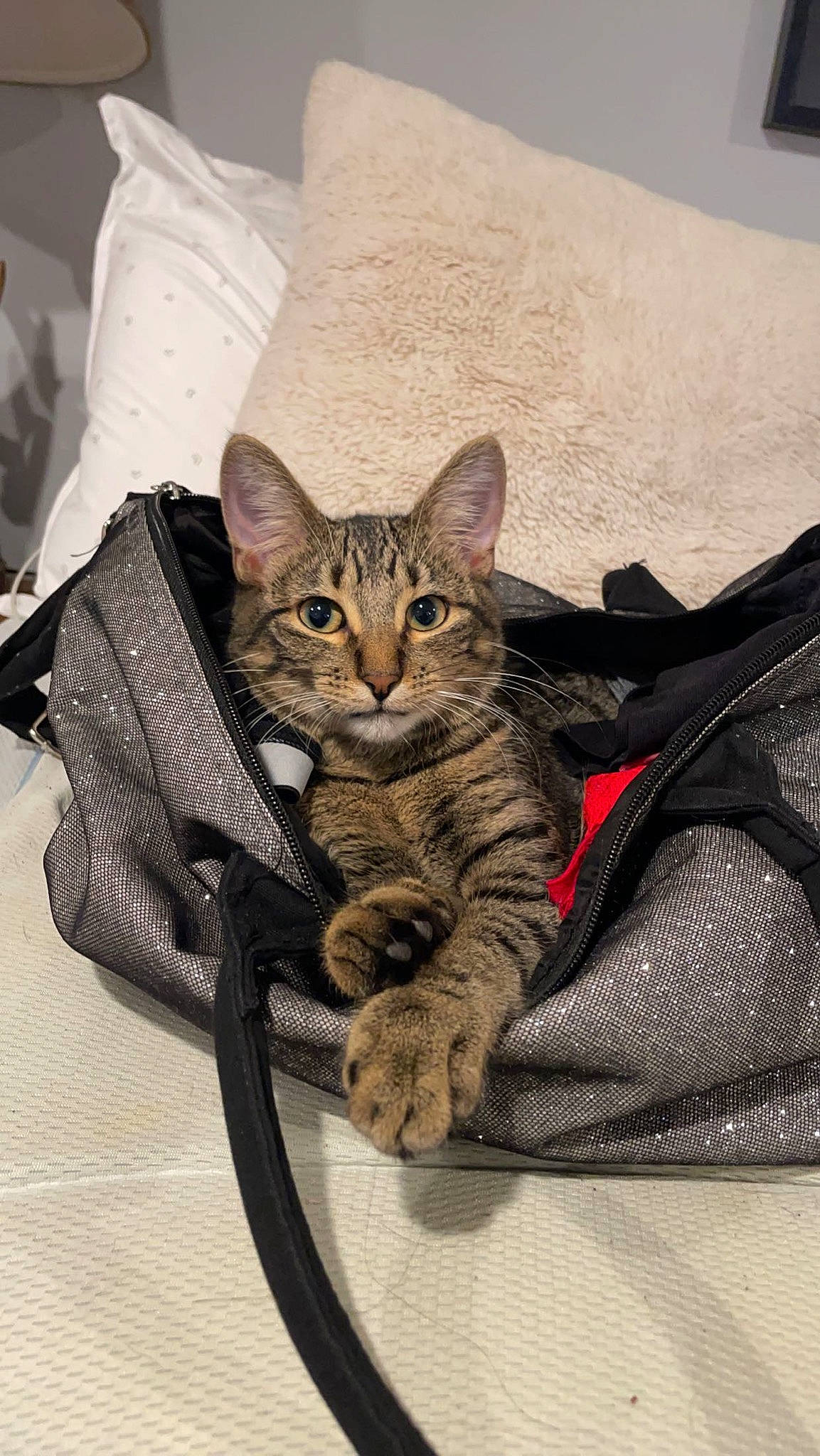 Cody joined the competition — help win amazing prizes! bag, carnivore, cat, cat_supply, claw, comfort, domestic_short_haired_cat, fawn, felidae, foot, fur, paw, pet_supply, pillow, sitting, small_to_medium_sized_cats, snout, tail, terrestrial_animal, whiskers