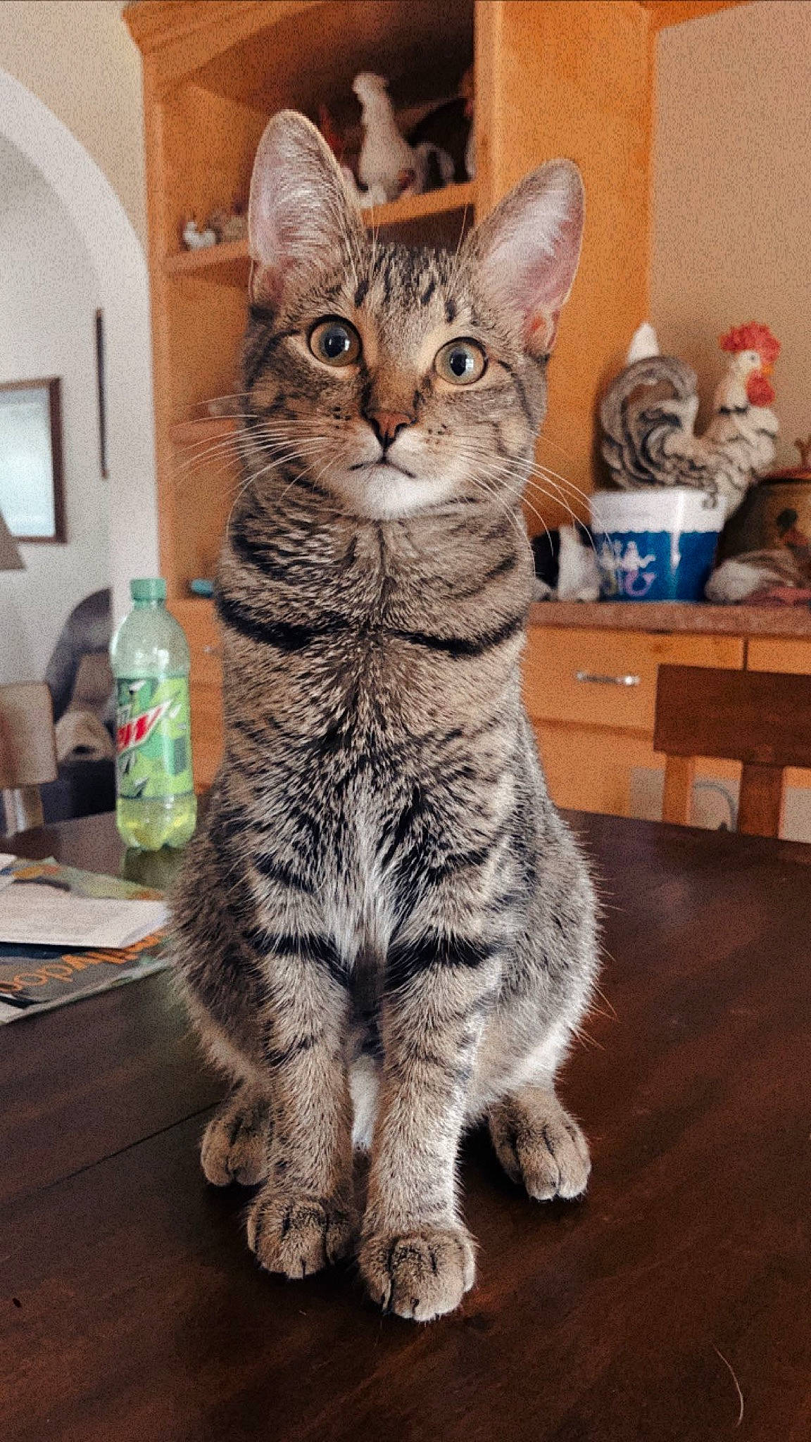 Cody is registered to the contest to win money with this photo: bottle, carnivore, cat, claw, domestic_short_haired_cat, drawer, felidae, flooring, fur, hardwood, paw, picture_frame, sitting, small_to_medium_sized_cats, snout, table, tail, whiskers, wood