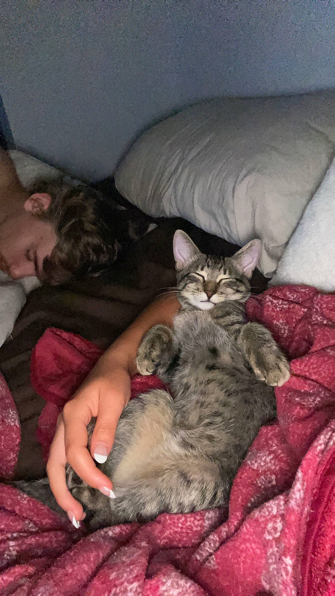 Cody joined the competition — help win amazing prizes! bed, carnivore, cat, claw, comfort, couch, domestic_short_haired_cat, fawn, felidae, fur, lap, nap, paw, sitting, small_to_medium_sized_cats, whiskers