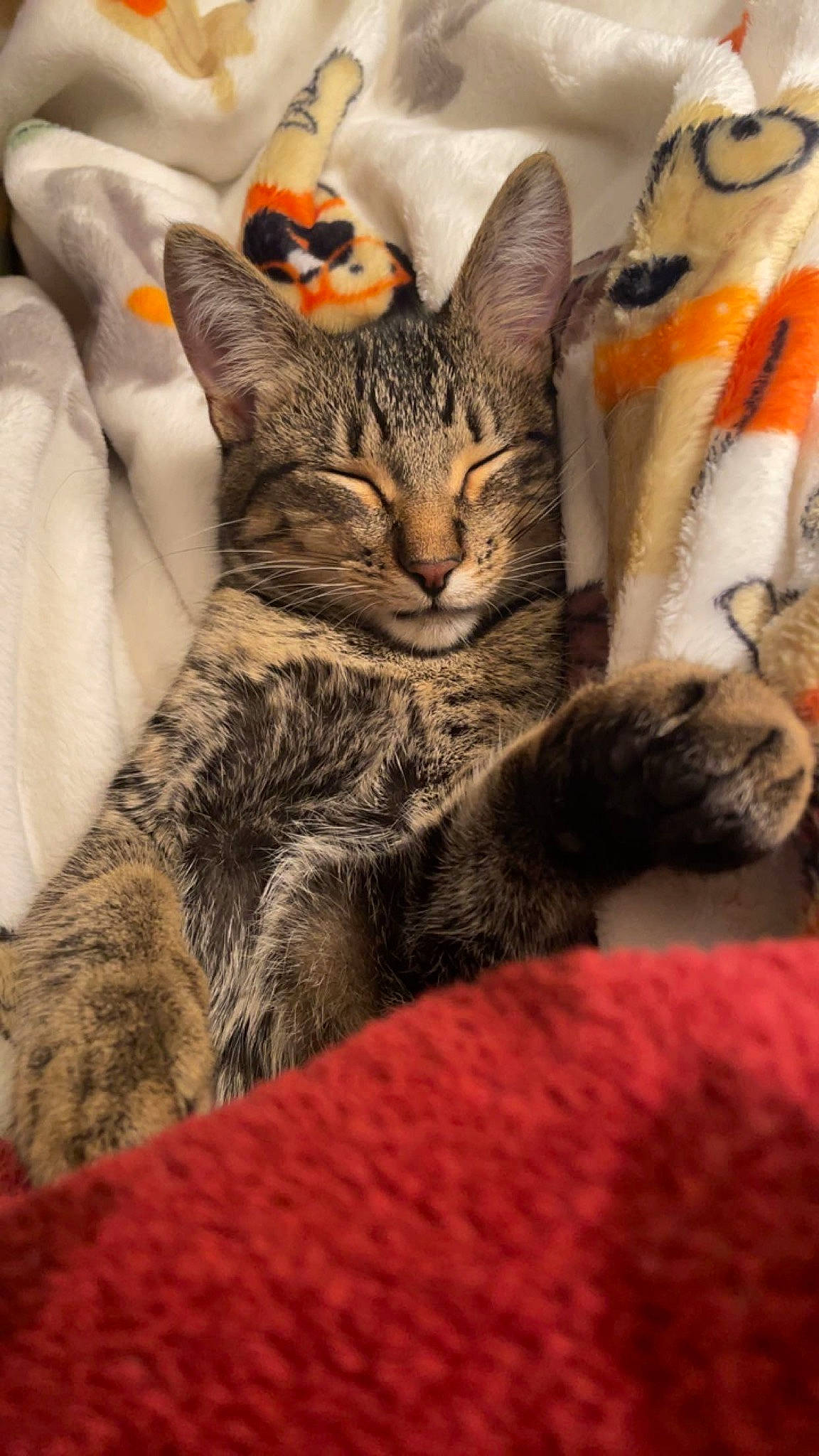 Cody is registered to the contest to win money with this photo: carnivore, cat, claw, comfort, domestic_short_haired_cat, felidae, fur, linens, nap, paw, sitting, small_to_medium_sized_cats, snout, tail, terrestrial_animal, tree, vertebrate, whiskers