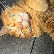 Mimou a rejoint le concours — aidez-le/la à gagner de superbes lots ! cat, ginger_cat, sleeping, close_up, whiskers, paw, fur, pet, domestic_animal, relaxing, cozy, indoor, face, nose, closed_eyes, animal, feline, texture, gray_fabric, cute