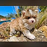 puppy, dog, pomsky, fluffy, small_dog, animal, outdoor, rocks, grass, nature, portrait, blue_sky, brown_fur, white_fur, pink_nose, standing, cute, sunlight, phone_screenshot, social_media