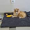 puppy, dog, canine, fluffy, brown_and_white, fur, face, eyes, ears, nose, lying_down, blanket, toy, banana_toy, ball, food_bowl, water_bowl, indoor, wall, electrical_outlet