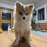 puppy, dog, fluffy, fur, portrait, standing, indoors, kitchen, table, wooden_surface, pet, cute, adorable, looking_at_camera, brown_and_white, ears, nose, eyes, houseplant, groceries