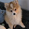puppy, dog, fluffy, small_dog, pomeranian, fur, brown_and_white, portrait, sitting, indoors, blanket, couch, toy, cute, adorable, wide_eyes, black_nose, pet, close_up, cozy