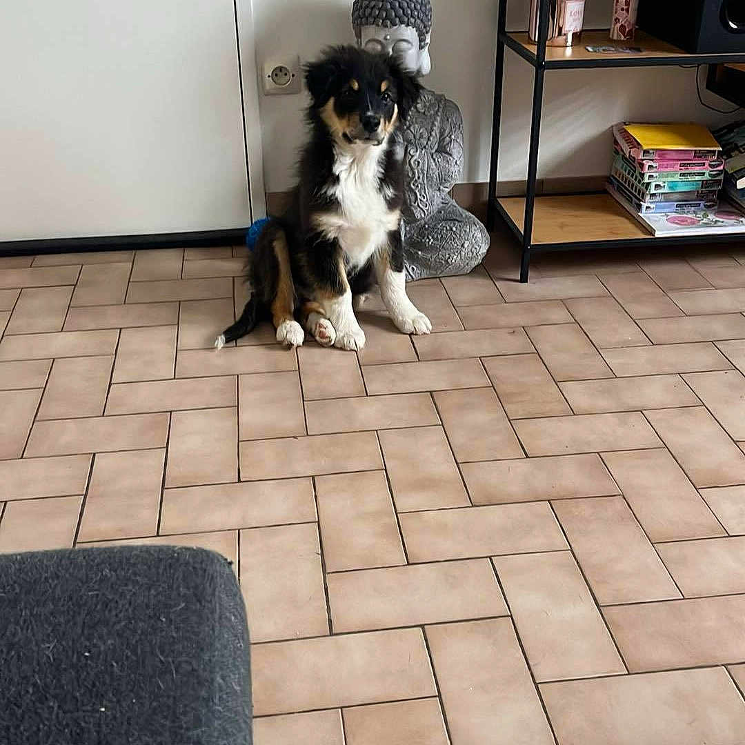 Apollon participe au concours pour gagner de l'argent avec cette photo : adorable, black_and_white, books, buddha_statue, calm, cozy, cute, decor, dog, floor, furniture, home, indoor, pet, plant, puppy, shelf, sitting, tile_floor, young_dog