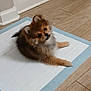 adorable, animal, black_nose, brown_fur, canine, cute, dog, domestic_animal, floor, fluffy, fur, head_tilt, indoor, pet, puppy, sitting, small_dog, training_pad, wooden_floor, young_dog