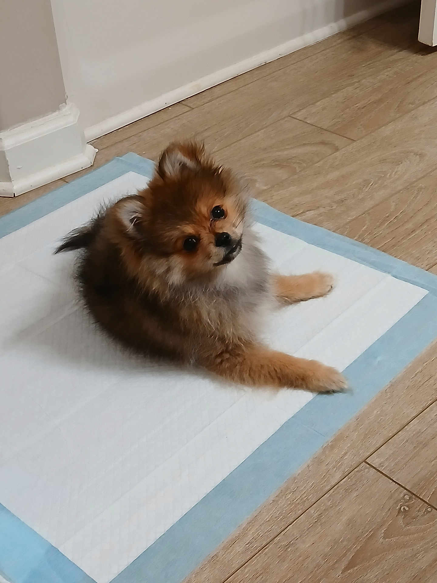 Kricket