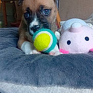 Darko participe au concours pour gagner de l'argent avec cette photo : puppy, dog, toy, tennis_ball, plush_toy, pink, gray_cushion, indoor, pet, cute, animal, playing, soft, cozy, brown_fur, white_paws, close_up, bedroom, comfort, young