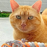 Alvinn a rejoint le concours — aidez-le/la à gagner de superbes lots ! cat, orange_tabby, close_up, pet, animal, feline, rope_toy, outdoor, fur, whiskers, green_eyes, resting, calm, portrait, domestic_cat, pink_nose, ears, plaything, texture, background_blur
