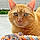 Alvinn