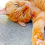 cat, ginger_cat, orange_fur, close_up, paw, whiskers, eyes, lying_down, concrete, texture, pet, animal, fur, cute, domestic_cat, relaxed, stretching, outdoor, daylight, portrait