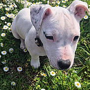 Snow participe au concours pour gagner de l'argent avec cette photo : close_up, collar, cute, daisies, dog, ears, flowers, grass, greenery, meadow, nature, nose, outdoor, paw, portrait, puppy, spring, sunlight, whiskers, white_fur