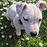 close_up, collar, cute, daisies, dog, ears, flowers, grass, greenery, meadow, nature, nose, outdoor, paw, portrait, puppy, spring, sunlight, whiskers, white_fur