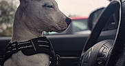 Snow participe au concours pour gagner de l'argent avec cette photo : adorable, blurred_background, car_interior, close_up, dashboard, dog, harness, nose, passenger, paws, portrait, puppy, side_profile, sitting, steering_wheel, travel, vehicle, white_fur, window, young_dog