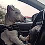 puppy, dog, harness, steering_wheel, paws, car_interior, side_profile, close_up, portrait, window, blurred_background, passenger, vehicle, adorable, white_fur, dashboard, travel, young_dog, nose, sitting