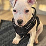 puppy, dog, pet, harness, white_fur, ears, eyes, nose, paws, carpet, indoor, closeup, portrait, cute, young, sitting, looking_at_camera, black_harness, domestic_animal, short_fur