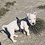 dog, puppy, white_dog, harness, outdoor, rocky_ground, tuft_of_grass, shadow, snout, ears, standing, curious, young, canine, trail, sunlight, nature, landscape, dirt, pet