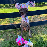 Mally is registered to the contest to win money with this photo: dog, birthday, cake, party_hat, gift_box, grass, fence, banner, outdoor, sunny, greenery, celebration, pink, happy, animal, pet, tongue_out, collar, playful, festive