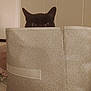 animal, black_cat, cat, closeup, container, cozy, curious, ears, eyes, fabric_basket, furniture, hiding, home, indoor, peeking, pet, quiet, soft_texture, wall, watchful