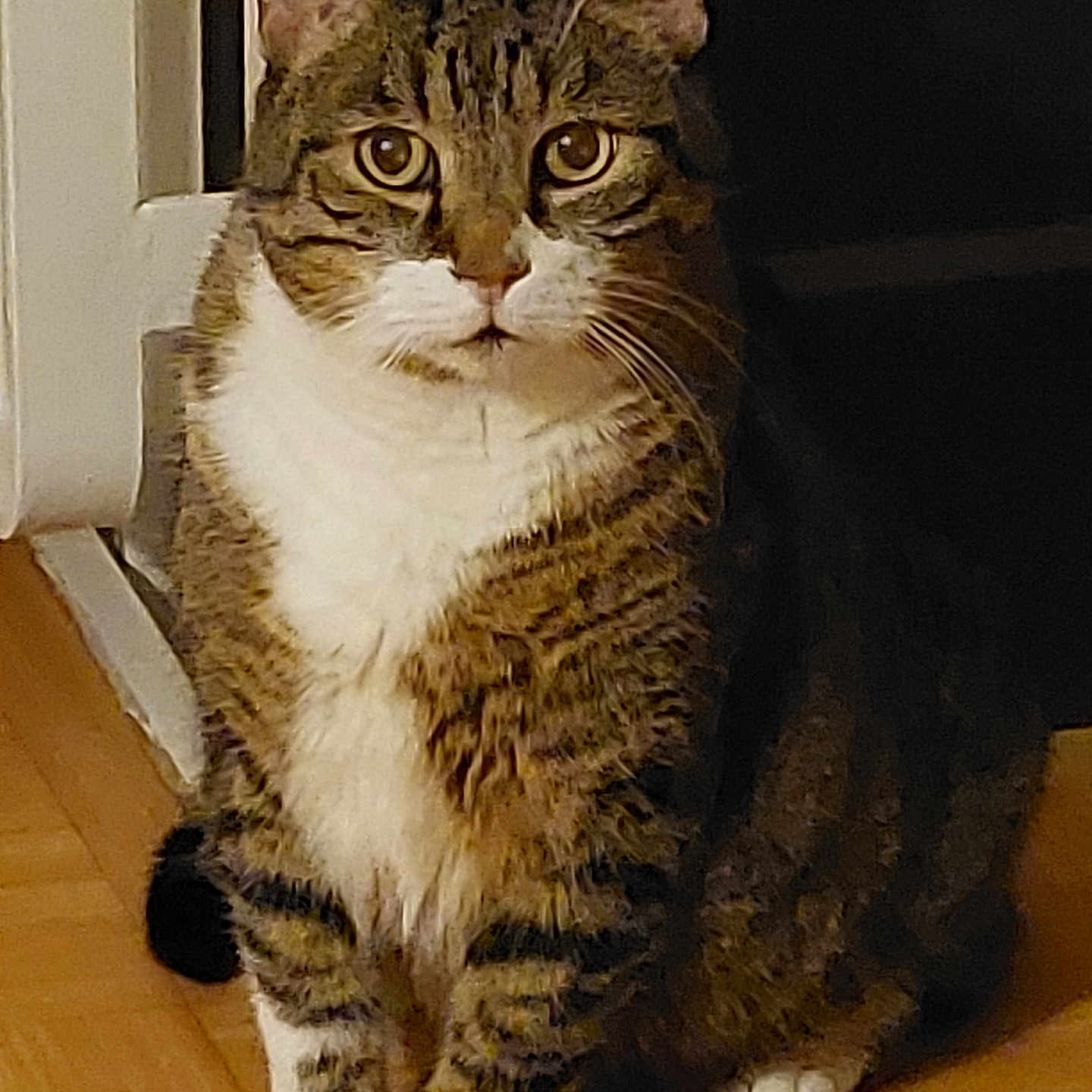 Fripoulle participe au concours pour gagner de l'argent avec cette photo : abyssinian, animal, cat, egyptiancat, hardwood, kitten, manx, pet, plywood, wood