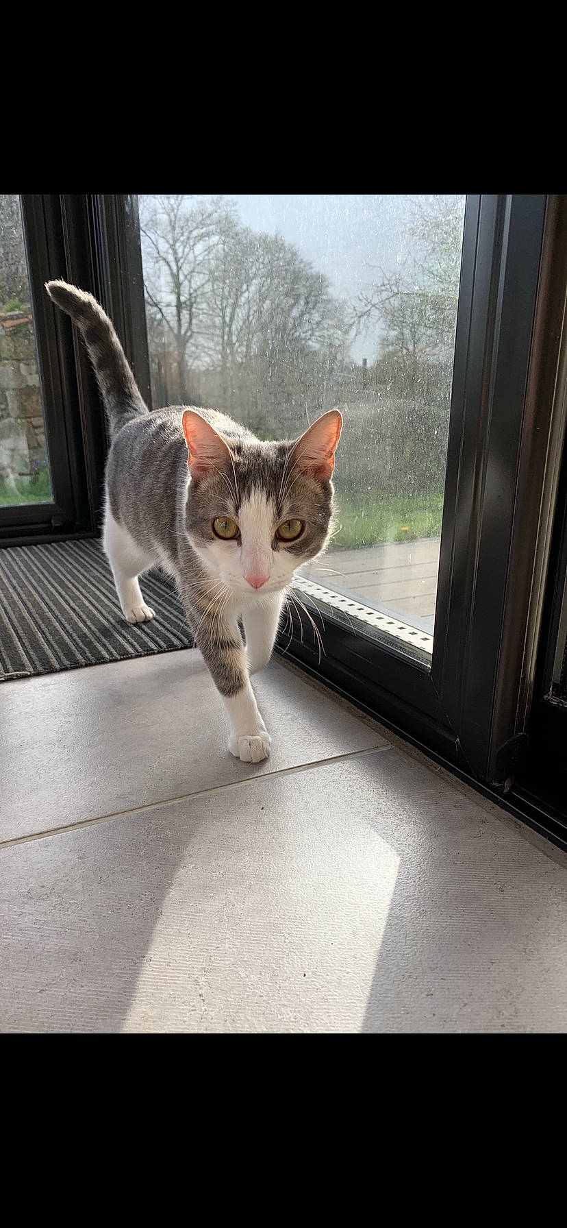 Lilo a rejoint le concours — aidez-le/la à gagner de superbes lots ! aegean_cat, american_wirehair, asian, carnivore, cat, domestic_short_haired_cat, european_shorthair, felidae, kitten, photo_caption, small_to_medium_sized_cats, snapshot, tabby_cat, tail, whiskers, window