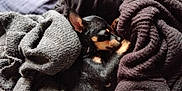 Arya a rejoint le concours — aidez-le/la à gagner de superbes lots ! puppy, dog, sleeping, blanket, sweater, cozy, fur, pet, resting, indoors, warm, cute, small_dog, black_dog, tan_markings, textile, fabric, zipper, relaxation, comfort