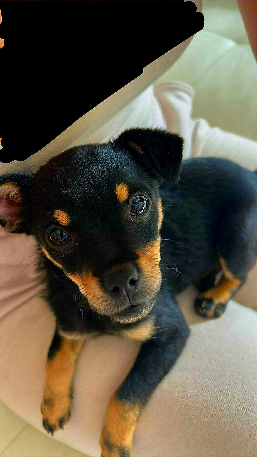 Arya participe au concours pour gagner de l'argent avec cette photo : puppy, dog, black_and_tan, close_up, pet, cute, animal, canine, young, resting, indoors, couch, soft_fur, looking_up, adorable, small_dog, friendly, companion, domestic_animal, comfort