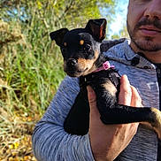 Arya a rejoint le concours — aidez-le/la à gagner de superbes lots ! dog, puppy, person, hand, outdoor, nature, trees, foliage, autumn, portrait, animal, pet, casual_clothing, face, holding, young_dog, daylight, blurred_background, collar, cute