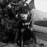 Arya participe au concours pour gagner de l'argent avec cette photo : animal, bell, black_and_white, christmas_decorations, christmas_tree, collar, couch, cushion, dog, ears, festive, fluffy_rug, fur, holiday, home, indoor, pet, portrait, ribbon, small_dog
