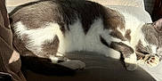 Lou a rejoint le concours — aidez-le/la à gagner de superbes lots ! animal, cat, comfortable, couch, cozy, domestic, feline, fur, gray, home, indoor, nap, paw, pet, relaxing, resting, sleeping, soft, sunlight, white