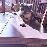 Lou participe au concours pour gagner de l'argent avec cette photo : animal, cat, cozy, daylight, domestic, furniture, grey_and_white_cat, home, indoor, paw, pet, radiator, relaxed, resting, shadow, sunlight, table, window, wood, wooden_chair