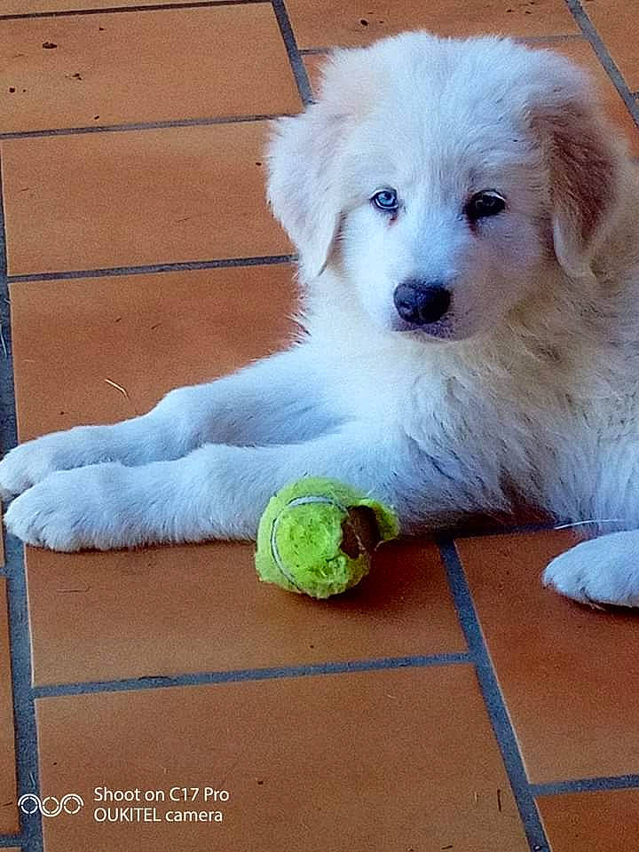 Arlo participe au concours pour gagner de l'argent avec cette photo : ancient_dog_breeds, canidae, carnivore, companion_dog, dog, dog_breed, dog_supply, firefighter, flooring, fur, non_sporting_group, snout, sporting_group, toy_dog, working_animal