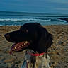 Maya a rejoint le concours — aidez-le/la à gagner de superbes lots ! dog, beach, sand, ocean, waves, collar, leash, sky, water, outdoor, pet, animal, canine, nature, sunset, sea, happy, tongue_out, black_and_white, sitting