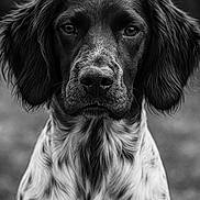 Maya a rejoint le concours — aidez-le/la à gagner de superbes lots ! dog, black_and_white, portrait, animal, pet, close_up, fur, ears, eyes, snout, muzzle, canine, outdoor, nature, looking_at_camera, monochrome, detailed, calm, background_blur, expression