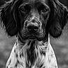 dog, black_and_white, portrait, animal, pet, close_up, fur, ears, eyes, snout, muzzle, canine, outdoor, nature, looking_at_camera, monochrome, detailed, calm, background_blur, expression