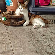 Angel a rejoint le concours — aidez-le/la à gagner de superbes lots ! animal, bag, ball, cardboard_toy, cat, cozy, cute, domestic, feline, flooring, home_decor, indoor, pet, potted_plant, relaxed, resting, sleeping, striped_tail, white_paws, wooden_floor