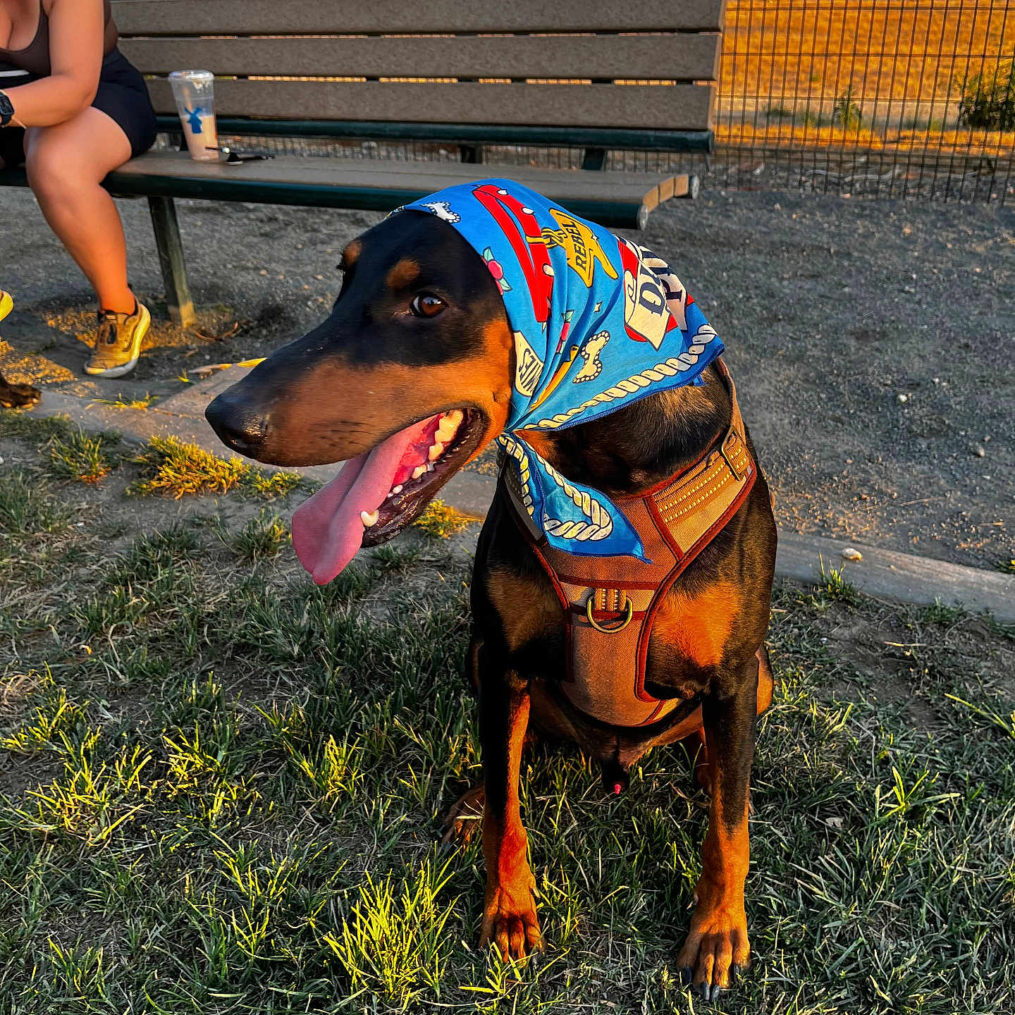 Moose is registered to the contest to win money with this photo: accessories, adult, animal, bench, canine, clothing, cup, dog, female, footwear, furniture, grass, hound, person, pet, plant, shoe, shorts, woman, wristwatch