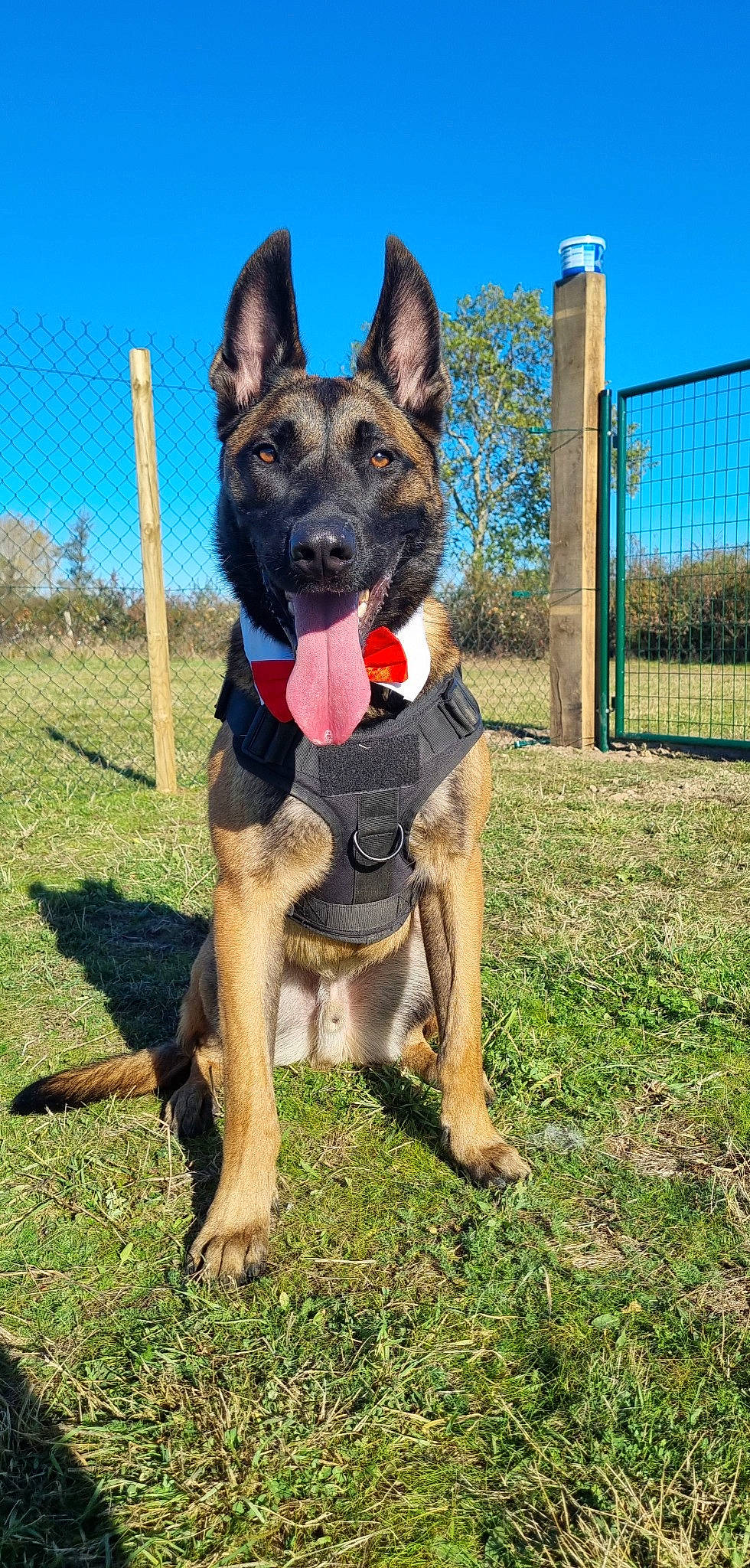 Aegon a rejoint le concours — aidez-le/la à gagner de superbes lots ! canidae, carnivore, collar, companion_dog, dog, dog_breed, dog_supply, fawn, fence, german_shepherd_dog, grass, herding_dog, king_shepherd, pet_supply, plant, sky, snout, sporting_group, tree, working_animal