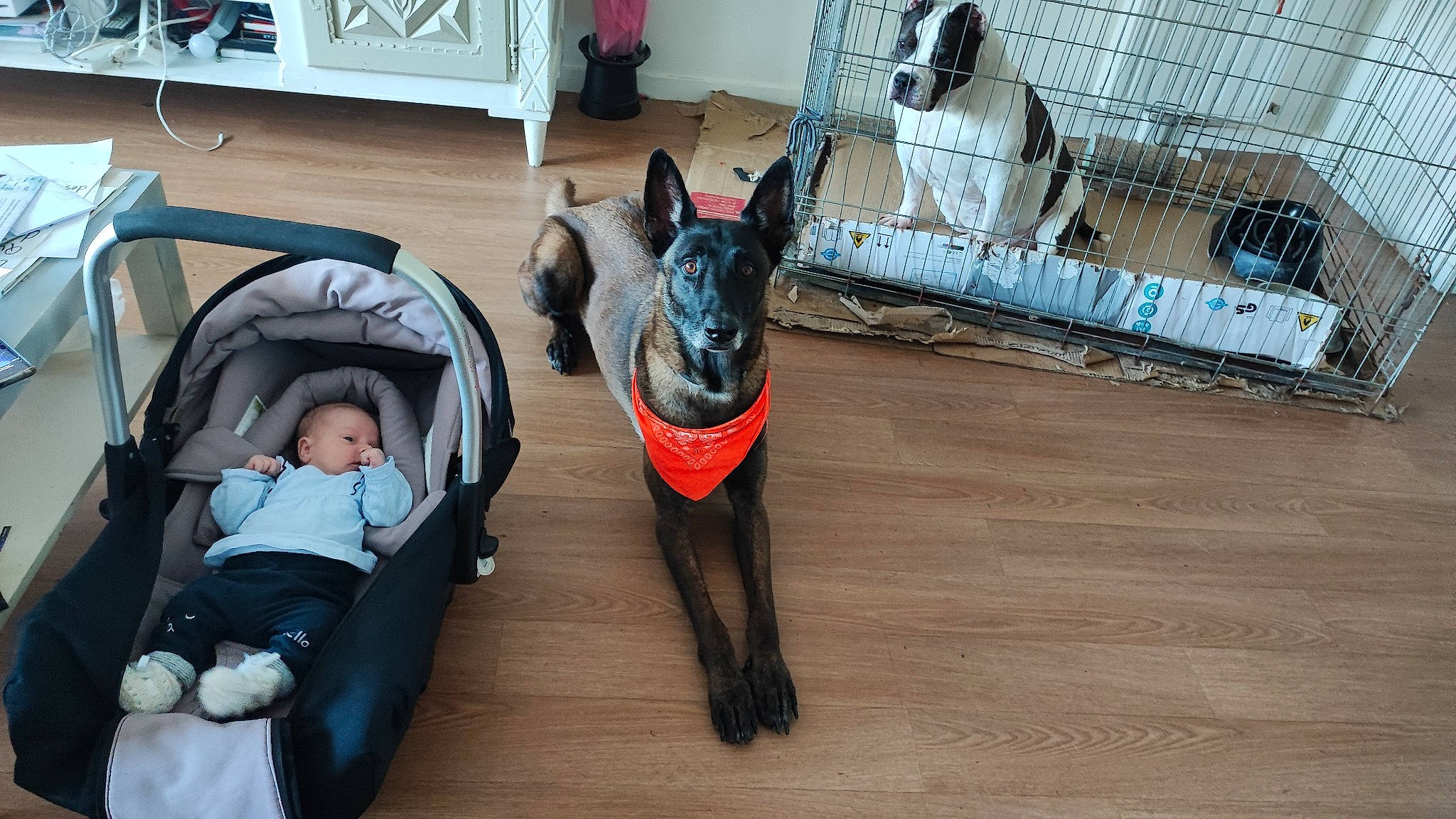 Mona a rejoint le concours — aidez-le/la à gagner de superbes lots ! baby, cabinetry, comfort, companion_dog, dog, dog_breed, dog_supply, fawn, floor, flooring, hardwood, houseplant, leisure, mammal, tail, toddler, vertebrate, wood, wood_flooring, working_animal